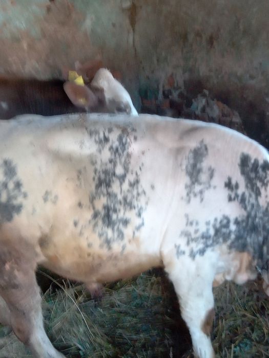 Vând 2 vitei un belgian și un baltat masculi6500 bucata