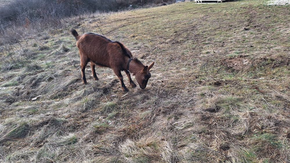 Capra Alpina Franceza, gestanta, la a doua fatare