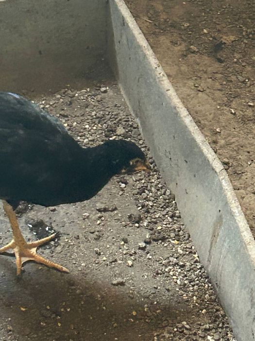 Цыплята кора шахзода