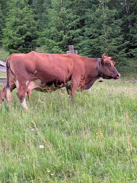 Vaca  de vânzare