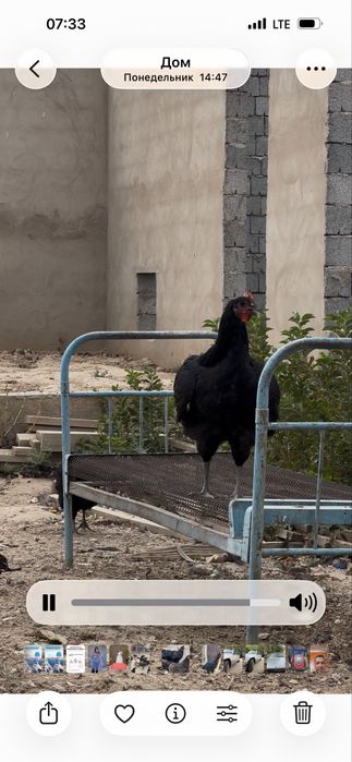 Гигант қораздар қаны таза