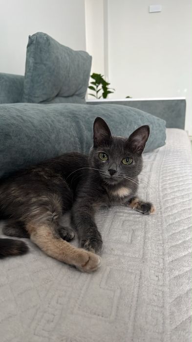 Кошечка в добрые руки