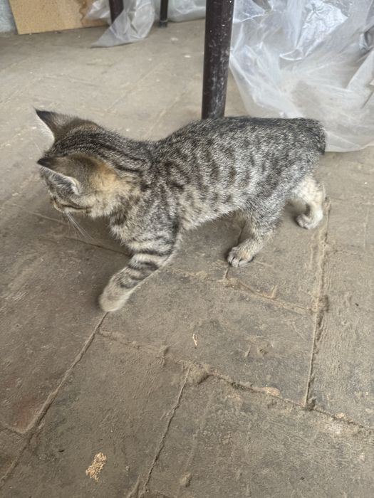 Отдам двух котят в хорошие руки