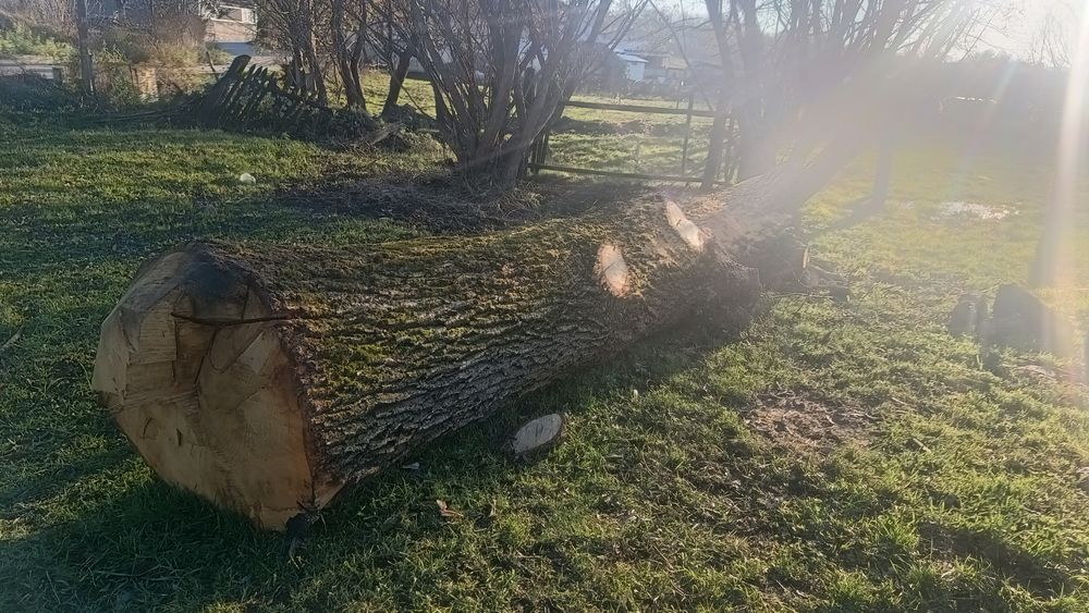 Vând bușteni goron