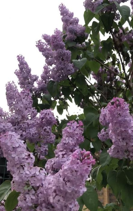 Букет сирень на продажу