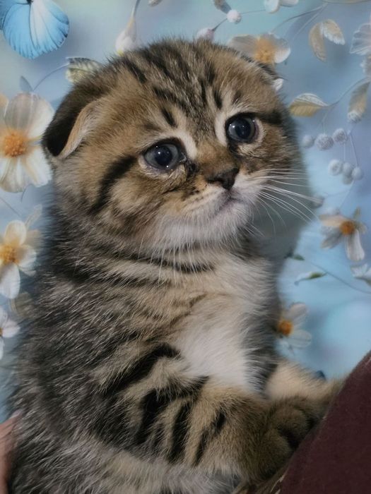 Котенок веслоухий