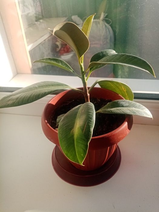 Продам фикус домашний