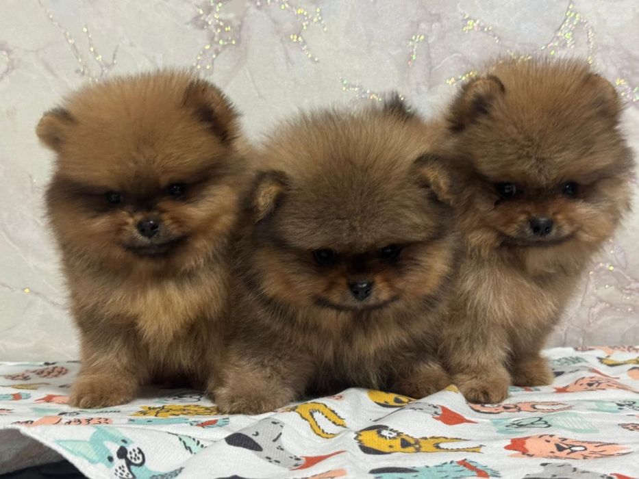 Померанский шпиц