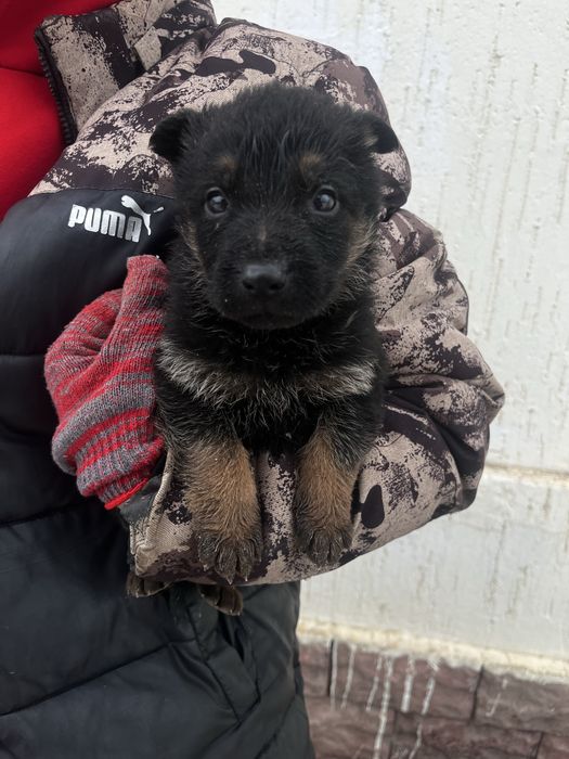 Щенки немецкой овчарки