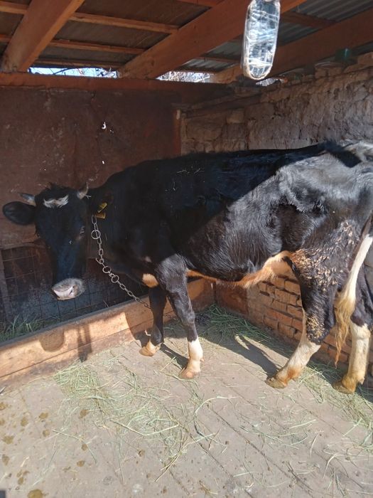 Продам      корову