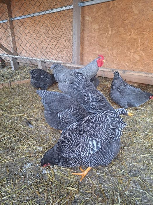 Vind gaini de rasă Plymouth rock barat 2025 preț 150