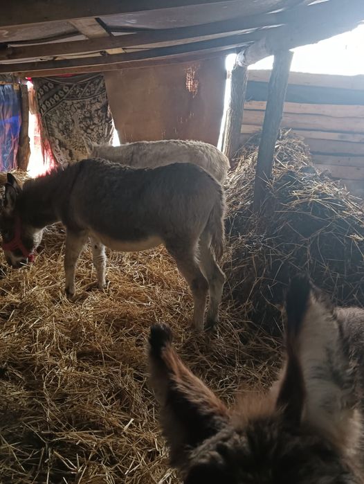 De vânzare magaritele