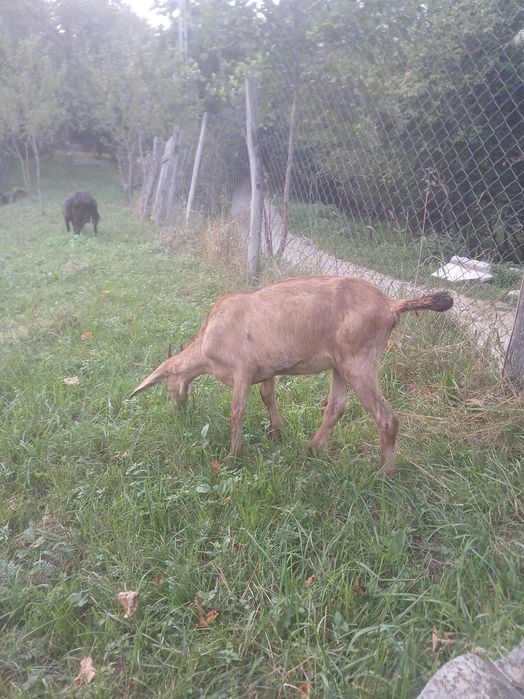 Iezi si iedute alpine de vanzare