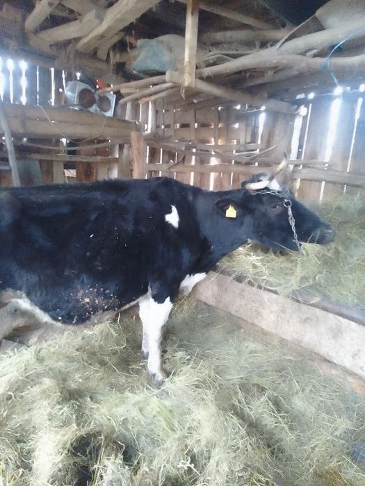 Vaca de vânzare  de rasa