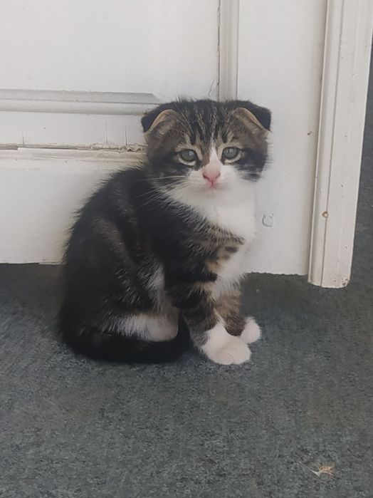 Отдам котенка в хорошие руки