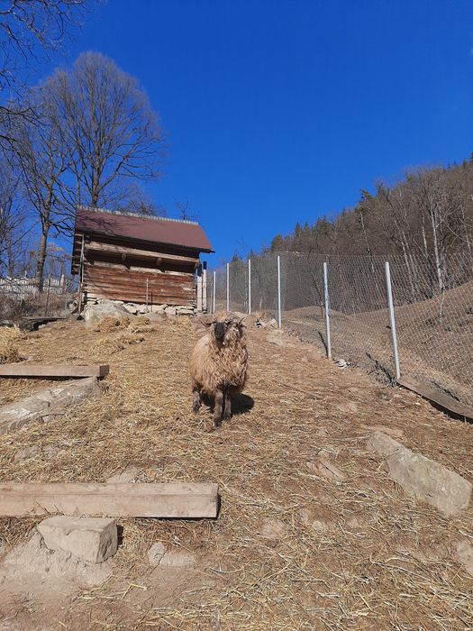 Vand berbecuț bucalau