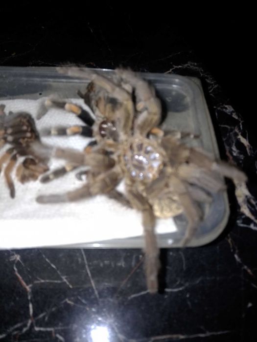 ШКУРКИ пауков-птицеедов