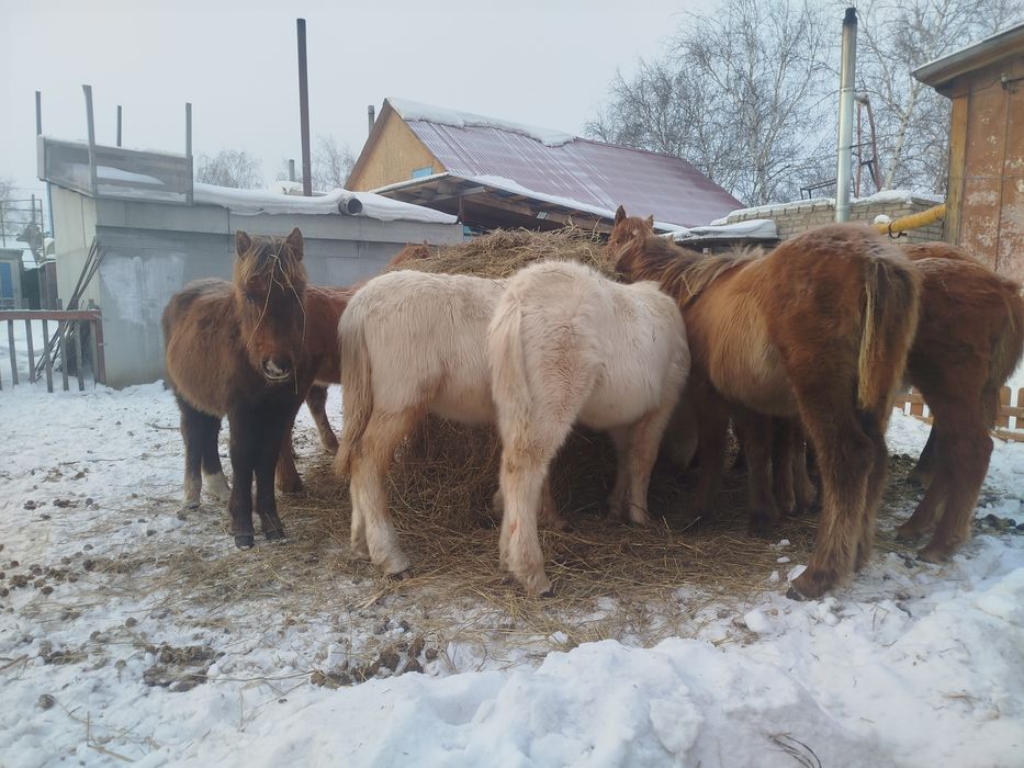 Продам жеребят .