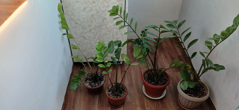 Бу цена договорная