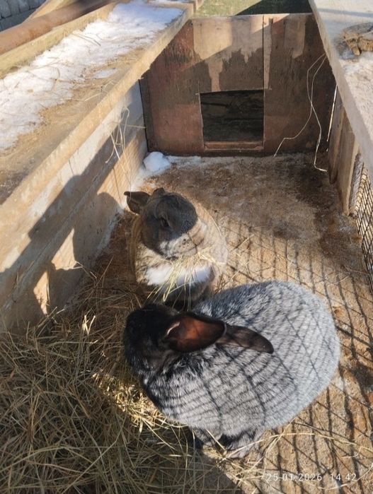 Кролик,2 самка самец