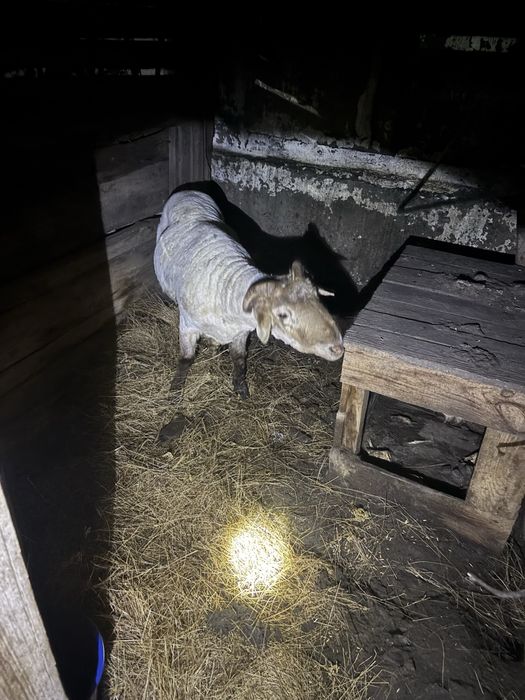 Бараны курдючные