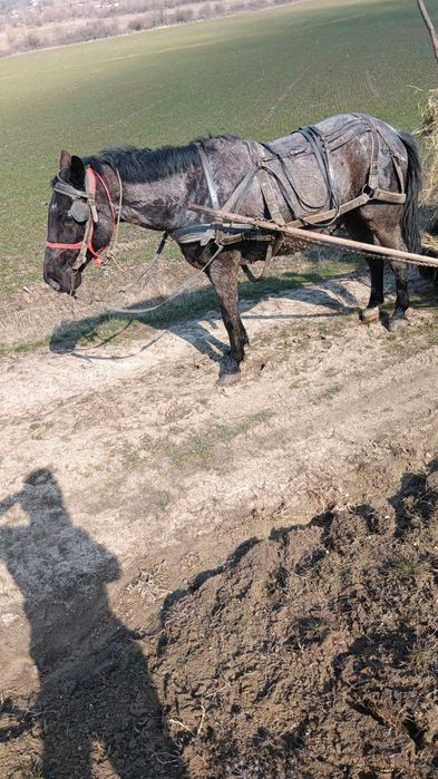 Cal castrat de vânzare 8 ani