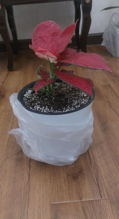 Продаю цветы Агло ред