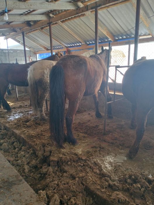 Бордақы биелер сатылады