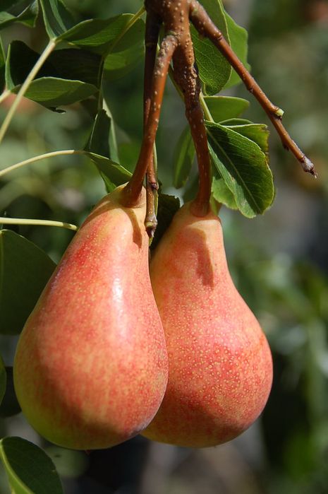 Par Soiul Mirandino Rosso