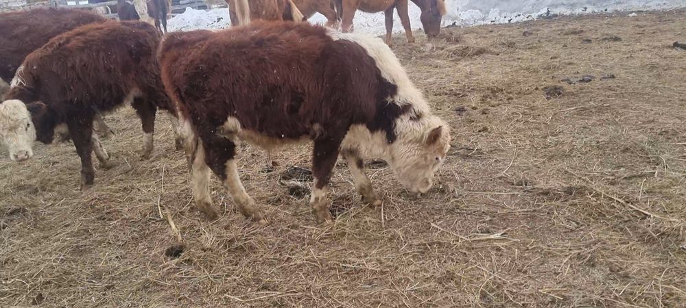 Бык бычок  бұқа ақбас белоголовые