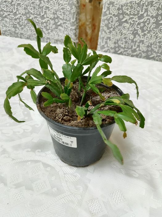 Декабрист цветок