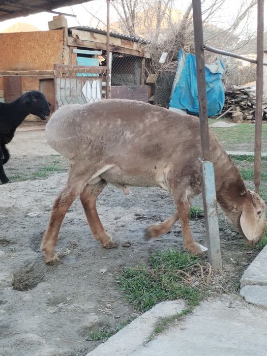 Токты кошкар.                           .