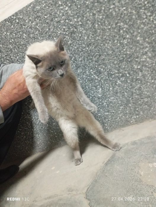 Бесплатный кот дадим в добрые руки