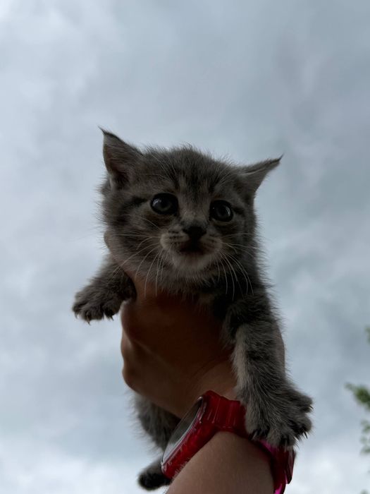 Котята бесплатно