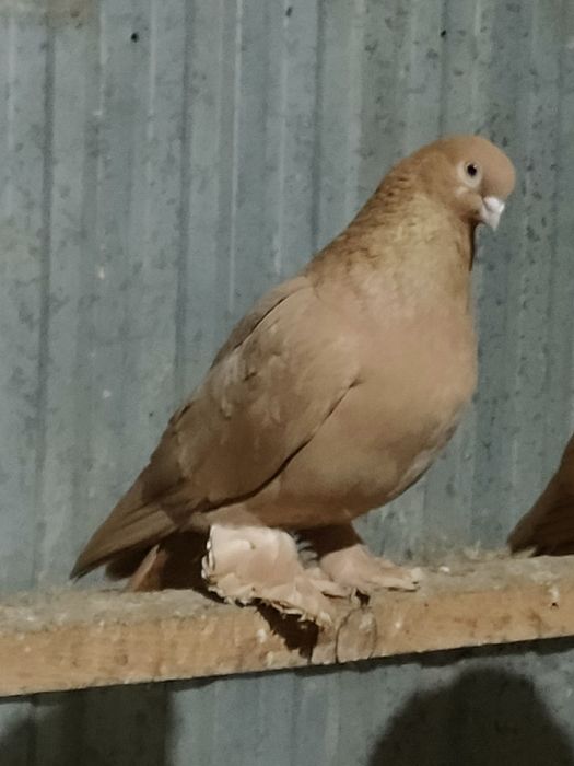 Голуби голуби голуби