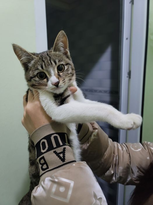 Mushuk bepul beriladi