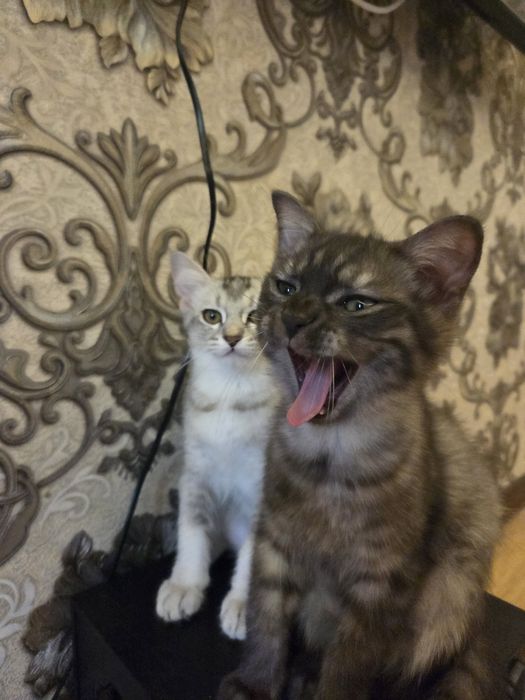 Отдам котят в хорошие руки