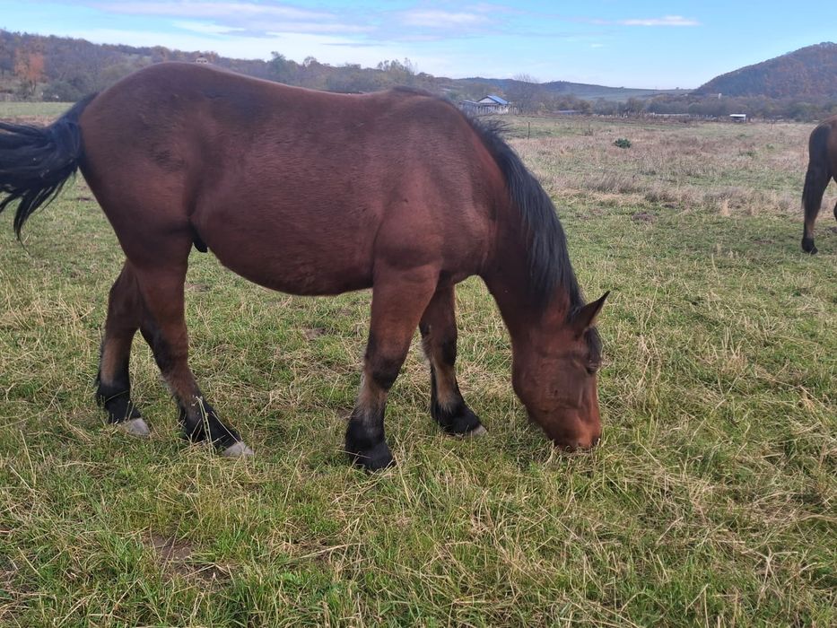 Cârlan 1 an și 5 luni