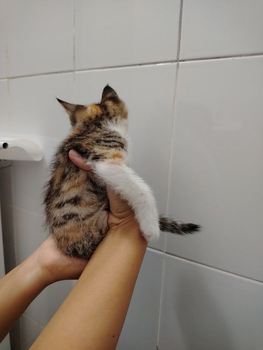 Отдаем котят в хорошие, добрые руки даром!