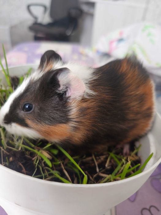 Малыши морской свинки