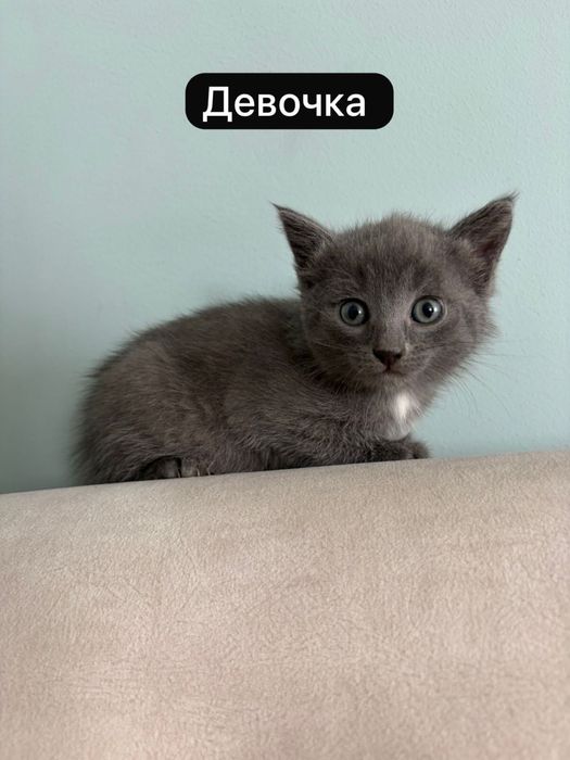 Отдам котят в хорошие руки!
