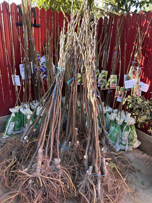 Pomi Fructiferi Certificați