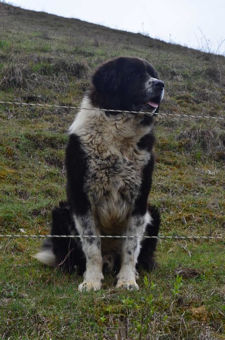 Catei ciobănești de talie mare