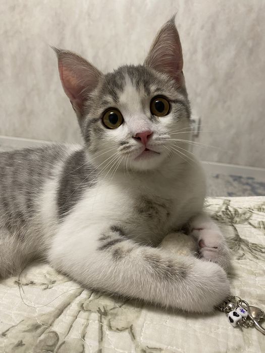 Передержка кошек индивидуально!