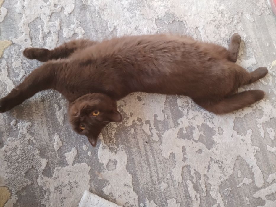British shorthair ciocolata