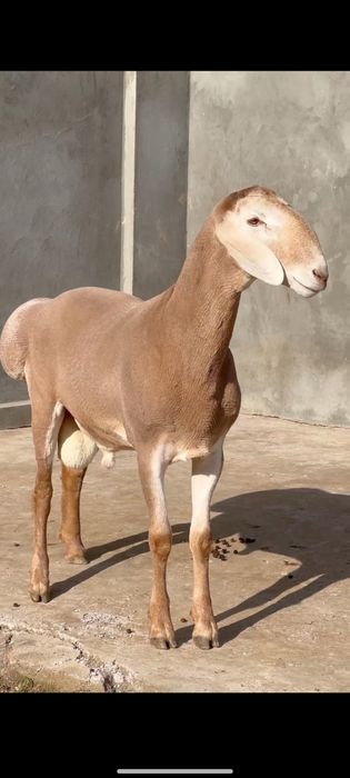 Qoʻy qoʻchqor qassob hizmati qurbonlika