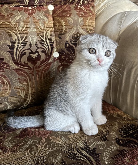 Британский Котенок