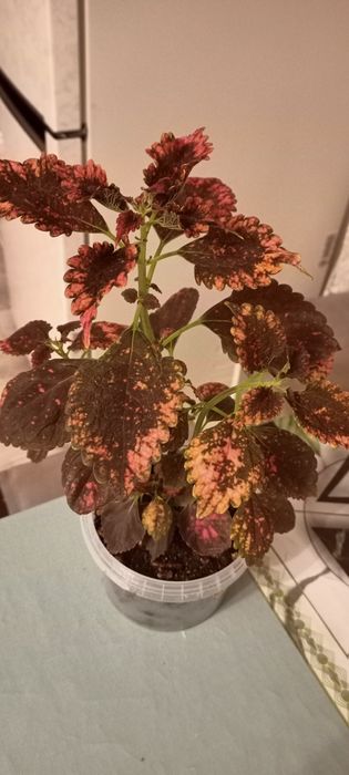 Цветы разные варианты