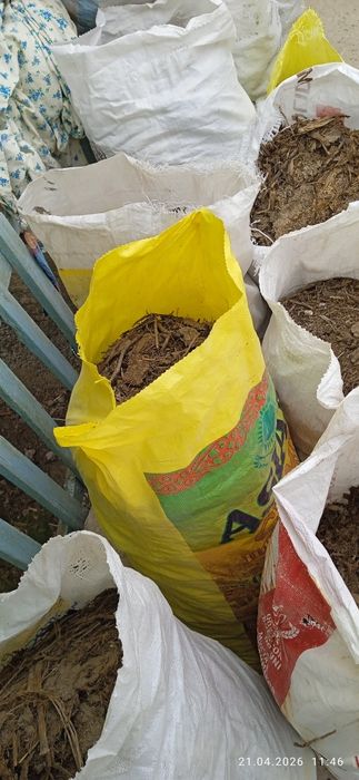 Tekinga chirigan goʻng(mayda molniki)