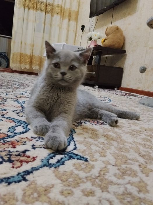Британские котята